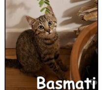 Photos Vivastreet BASMATIE, chatonne pleine d'énergie et joueuse