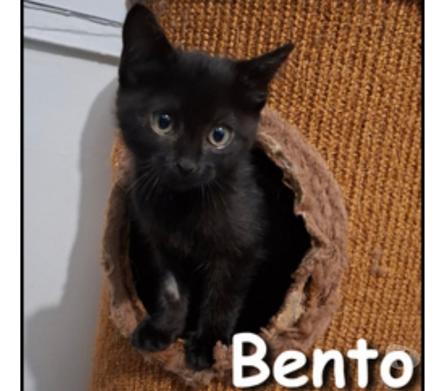 Don animaux Rhône Lyon - Photos Vivastreet BENTO, chatonne douce et charmante