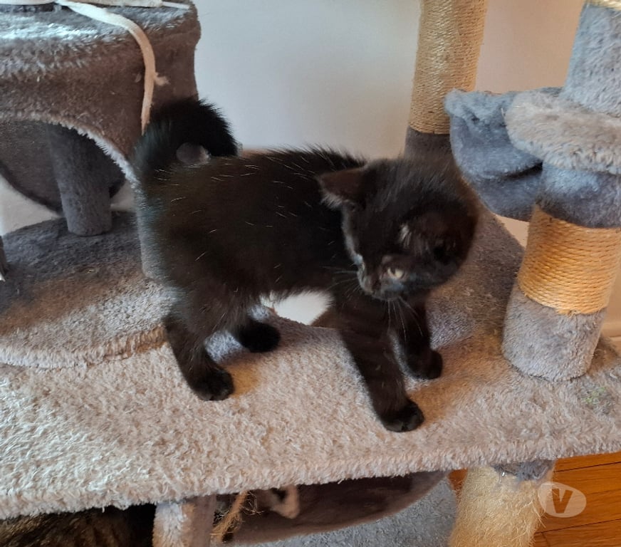 Don animaux Rhône Lyon - Photos Vivastreet BENTO, chatonne douce et charmante