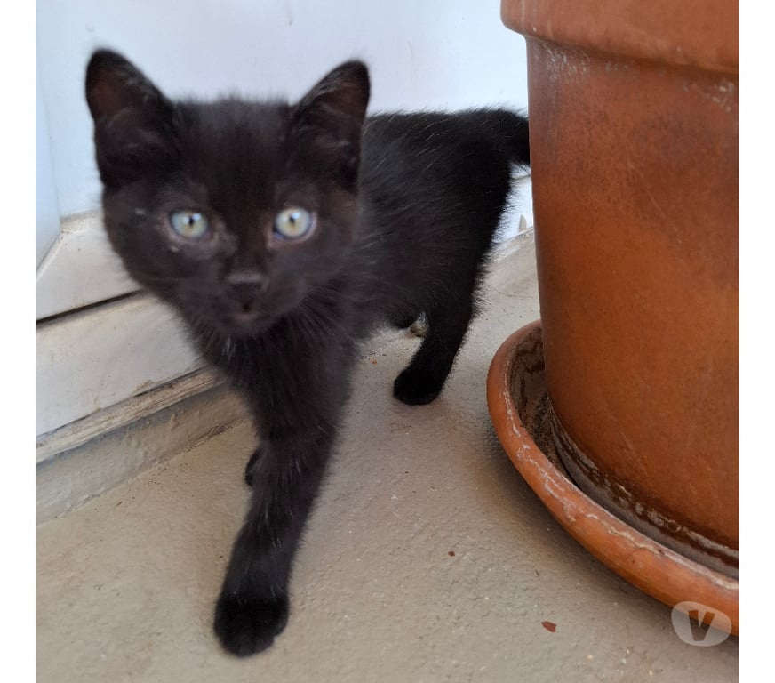 Don animaux Rhône Lyon - Photos Vivastreet BENTO, chatonne douce et charmante