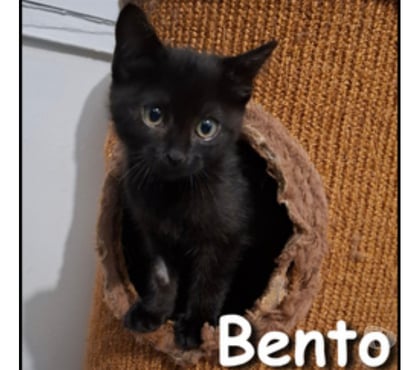 Adoption animaux Lyon Lyon - Photos Vivastreet BENTO, chatonne douce et charmante