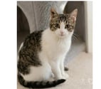 Villalbe - Carcassonne — Peronnelle chatte de 10 mois gentille abandonnée a adopter