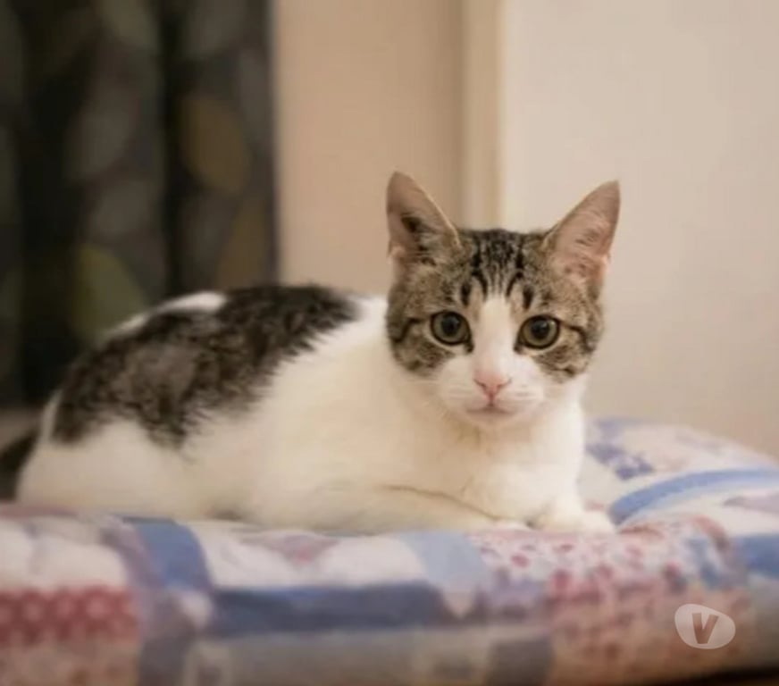 Don animaux Aude Carcassonne - Photos Vivastreet Peronnelle chatte de 10 mois gentille abandonnée a adopter