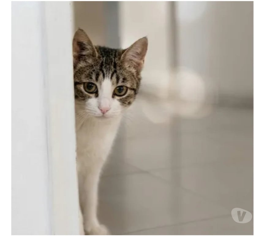 Don animaux Aude Carcassonne - Photos Vivastreet Peronnelle chatte de 10 mois gentille abandonnée a adopter