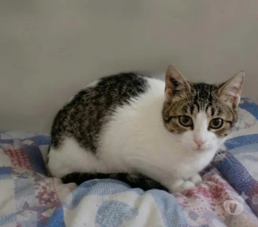 Don animaux Aude Carcassonne - Photos Vivastreet Peronnelle chatte de 10 mois gentille abandonnée a adopter