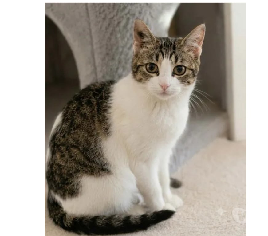 Don animaux Aude Carcassonne - Photos Vivastreet Peronnelle chatte de 10 mois gentille abandonnée a adopter