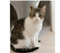Photos Vivastreet Peronnelle chatte de 10 mois gentille abandonnée a adopter