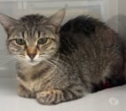 Beziers - Hérault — BEREZINA, chatte tigrée 1 an non lof