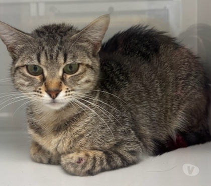 Don animaux Beziers Hérault - Photos Vivastreet BEREZINA, chatte tigrée 1 an non lof