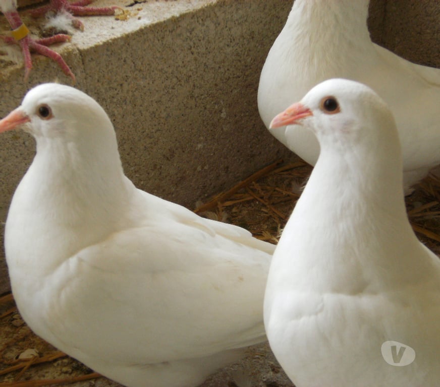 Vente Seine-et-Marne Bagneaux sur Loing - 77167 - Photos Vivastreet Pigeons reproducteurs hubbell blanc