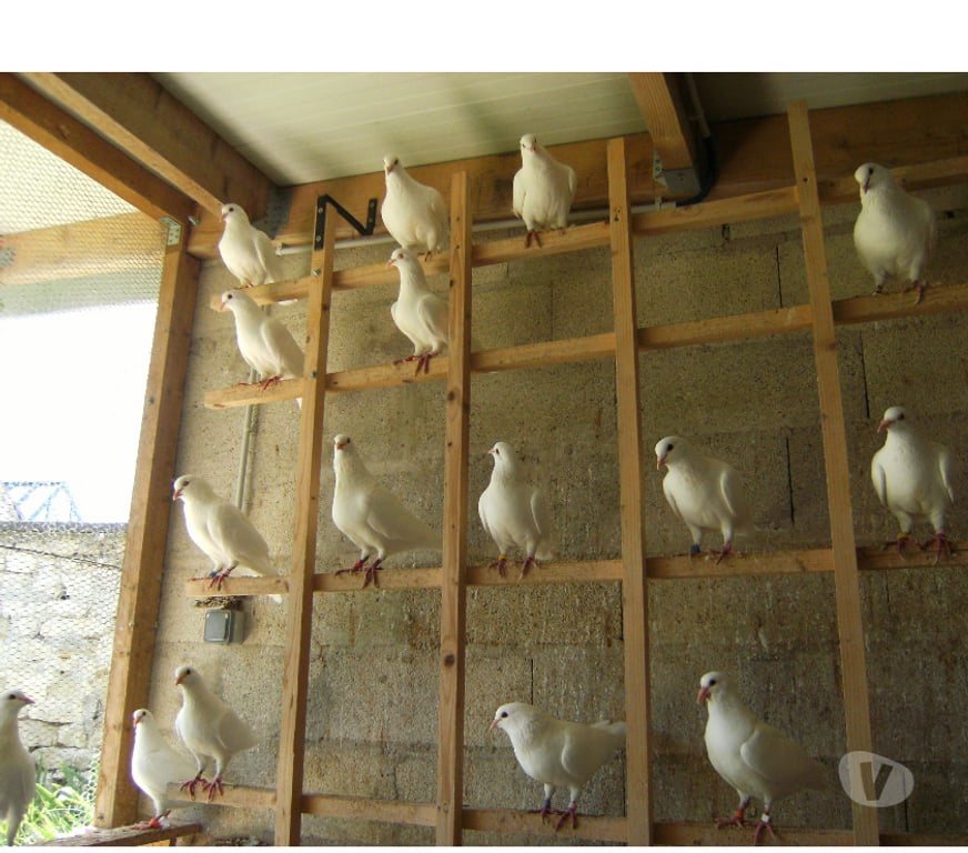 Vente Seine-et-Marne Bagneaux sur Loing - 77167 - Photos Vivastreet Pigeons reproducteurs hubbell blanc