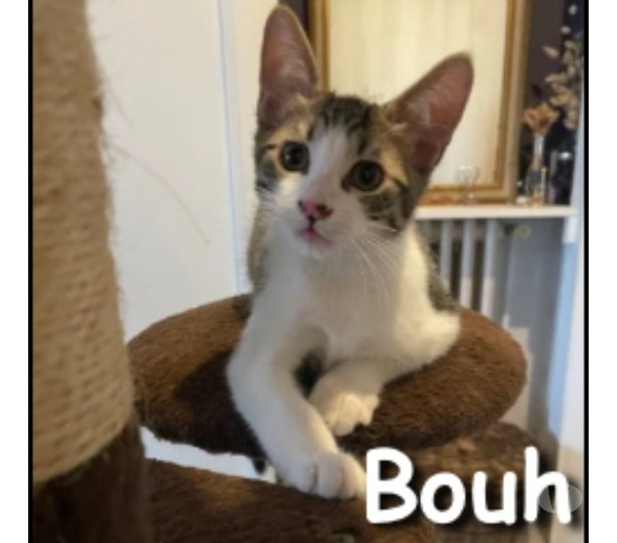 Don animaux Rhône Lyon - Photos Vivastreet BOUH, adorable chaton plein d'énergie