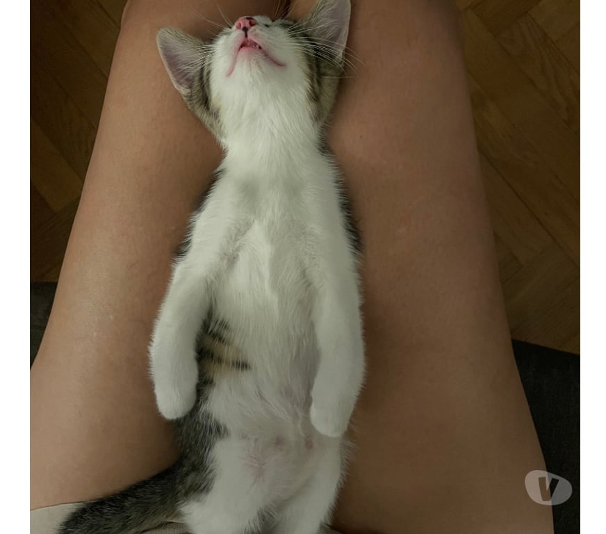 Don animaux Rhône Lyon - Photos Vivastreet BOUH, adorable chaton plein d'énergie