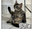 Lyon - Lyon — BULLE, adorable chatonne joueuse