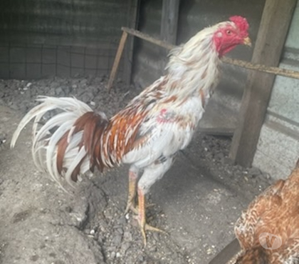 Vente animaux Avion Pas-de-Calais - Photos Vivastreet COQ THALANDAIS ET POULE