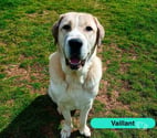 Vaillant, berger d'asie centrale à adopter