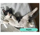 Payam, persan croisé européen à adopter