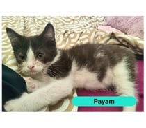 Photos Vivastreet Payam, persan croisé européen à adopter