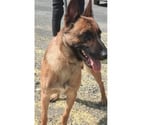 Beziers - Hérault — BALTO, chiot type malinois, 8 mois non lof
