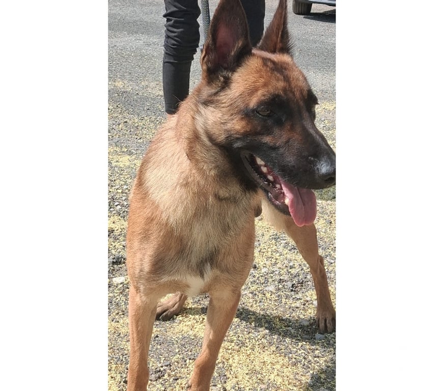 Don animaux Hérault Beziers - 34500 - Photos Vivastreet BALTO, chiot type malinois, 8 mois non lof
