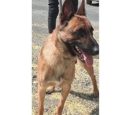 Adoption animaux Beziers Hérault - Photos Vivastreet BALTO, chiot type malinois, 8 mois non lof