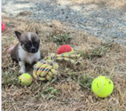 Yzeures sur Creuse - Indre-et-Loire — a réserver 3 mâles chihuahua non lof