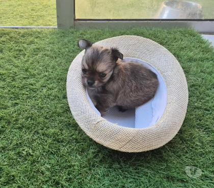 Vente animaux Yzeures sur Creuse Indre-et-Loire - Photos Vivastreet a réserver un petit mâle chihuahua non lof poil long