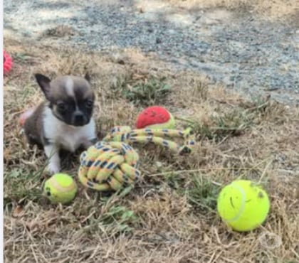 Vente animaux Yzeures sur Creuse Indre-et-Loire - Photos Vivastreet a réserver 3 mâles chihuahua non lof