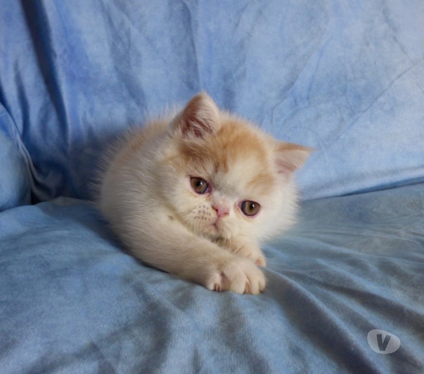 Vente Loir-et-Cher La Chapelle Vendomoise - 41330 - Photos Vivastreet chatons exotic shorthair loof a reserver