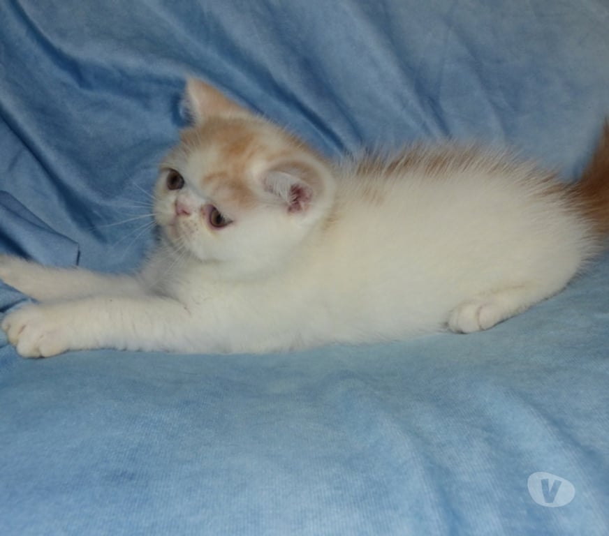 Vente Loir-et-Cher La Chapelle Vendomoise - 41330 - Photos Vivastreet chatons exotic shorthair loof a reserver