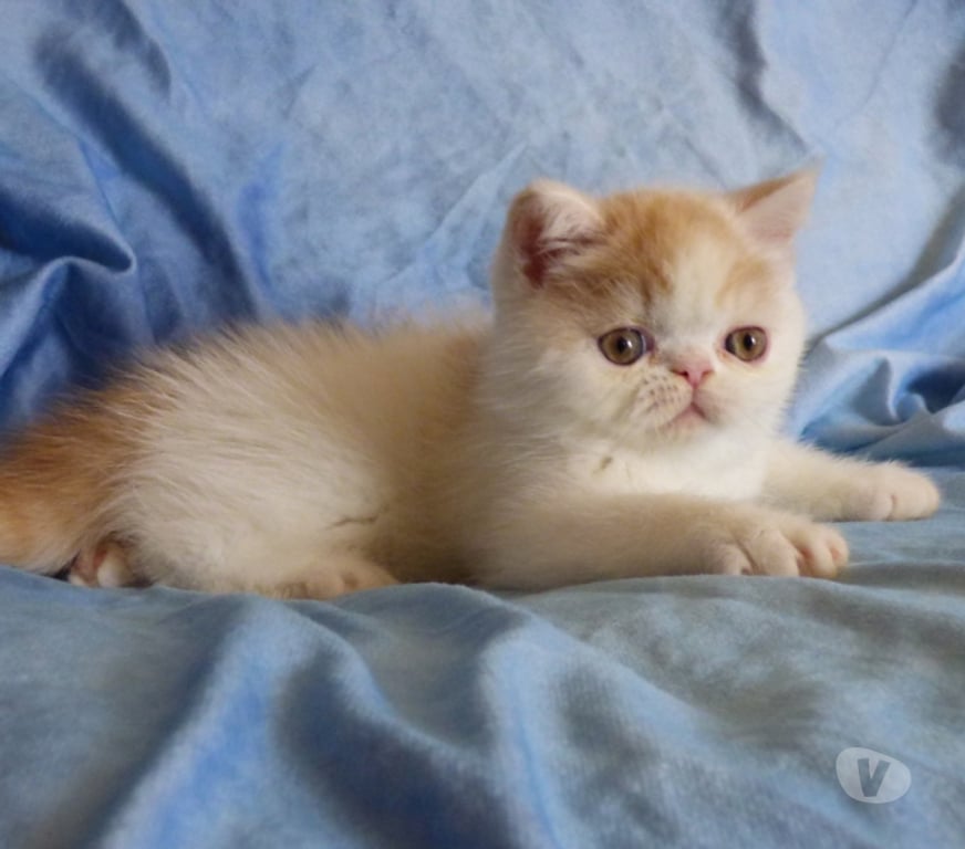 Vente Loir-et-Cher La Chapelle Vendomoise - 41330 - Photos Vivastreet chatons exotic shorthair loof a reserver