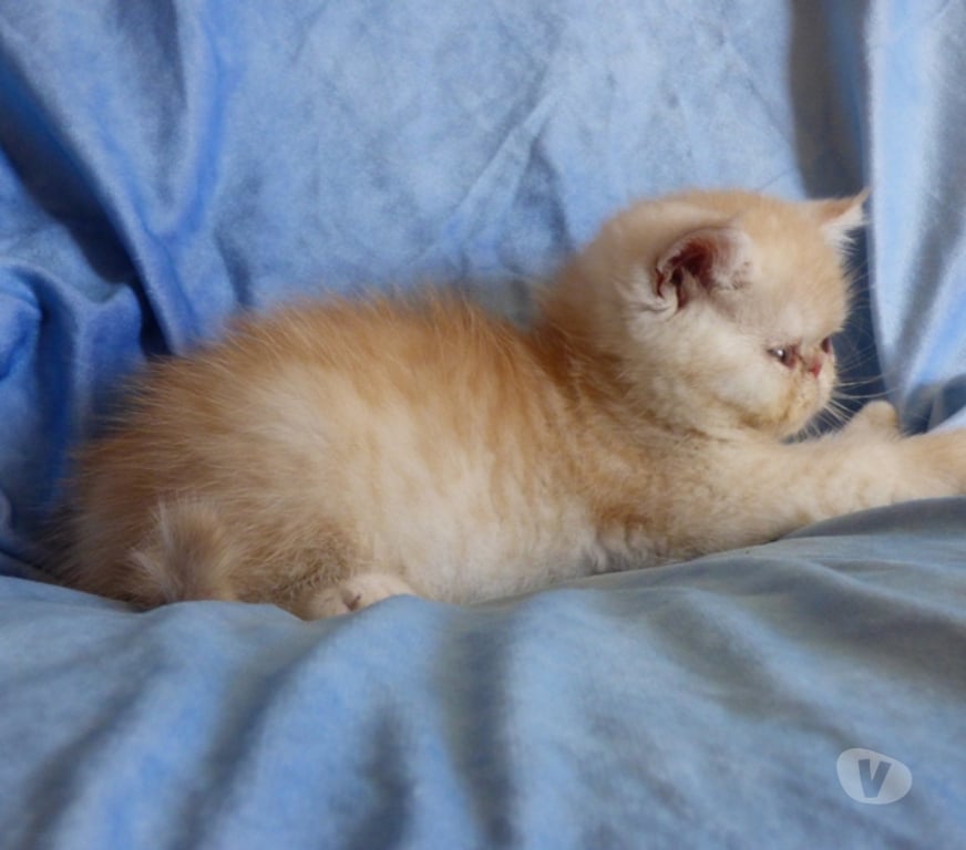 Vente Loir-et-Cher La Chapelle Vendomoise - 41330 - Photos Vivastreet chatons exotic shorthair loof a reserver