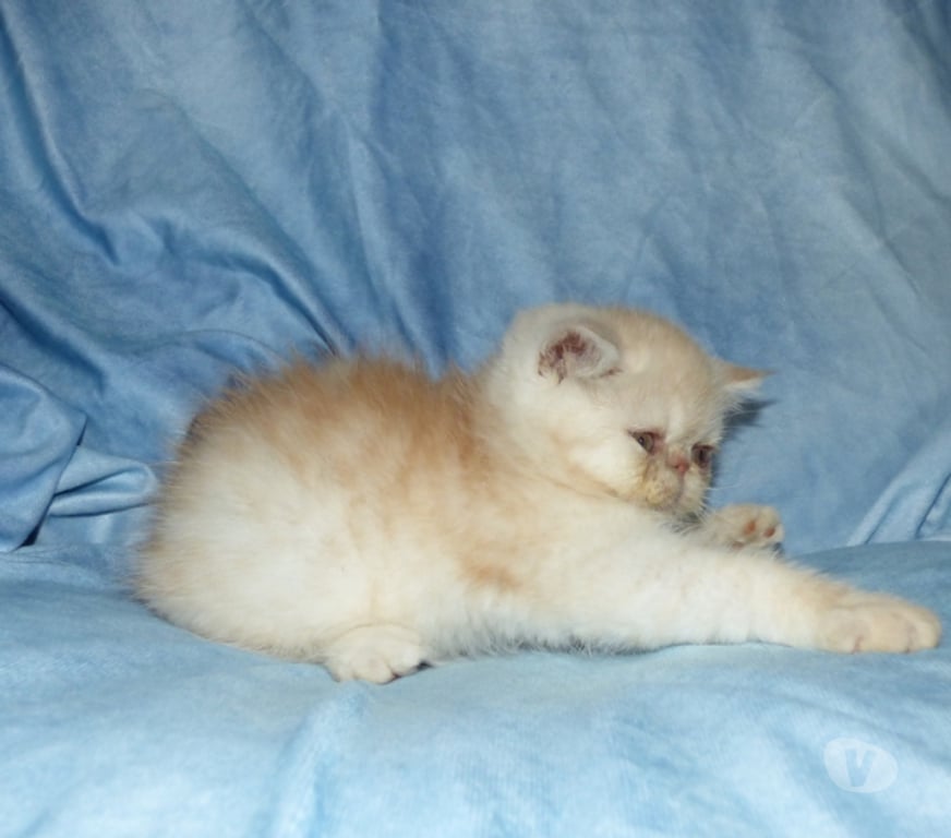 Vente Loir-et-Cher La Chapelle Vendomoise - 41330 - Photos Vivastreet chatons exotic shorthair loof a reserver