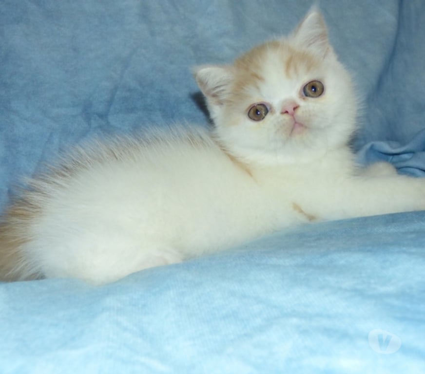 Vente Loir-et-Cher La Chapelle Vendomoise - 41330 - Photos Vivastreet chatons exotic shorthair loof a reserver