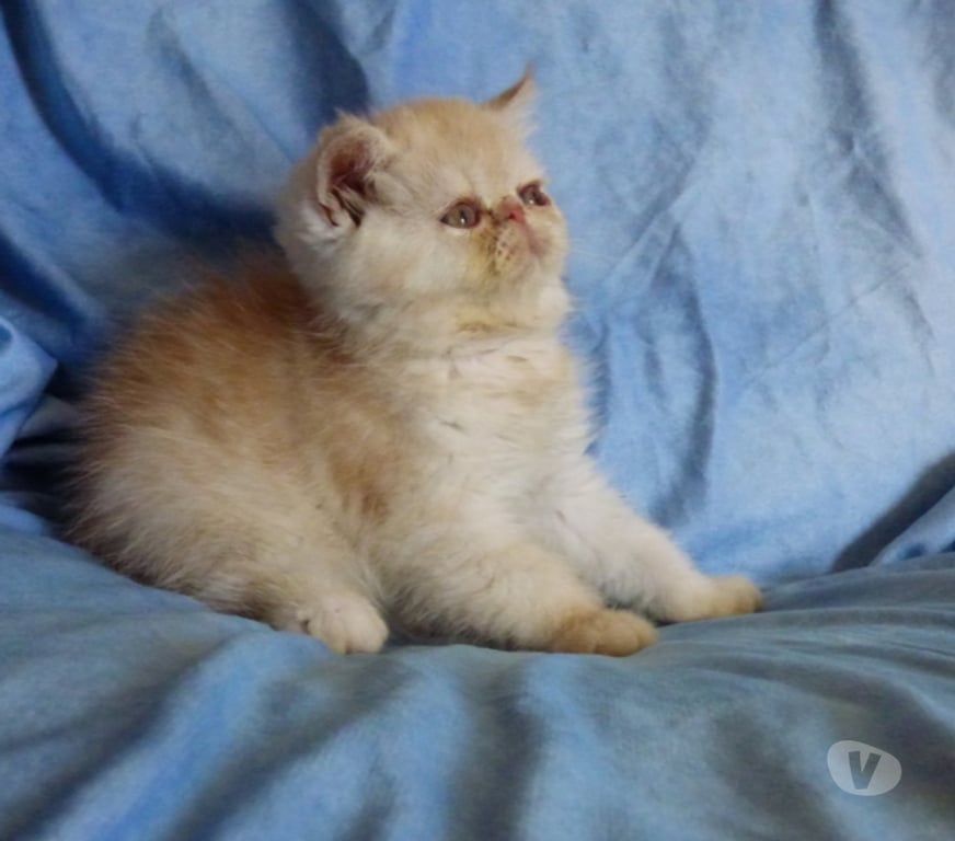 Vente Loir-et-Cher La Chapelle Vendomoise - 41330 - Photos Vivastreet chatons exotic shorthair loof a reserver