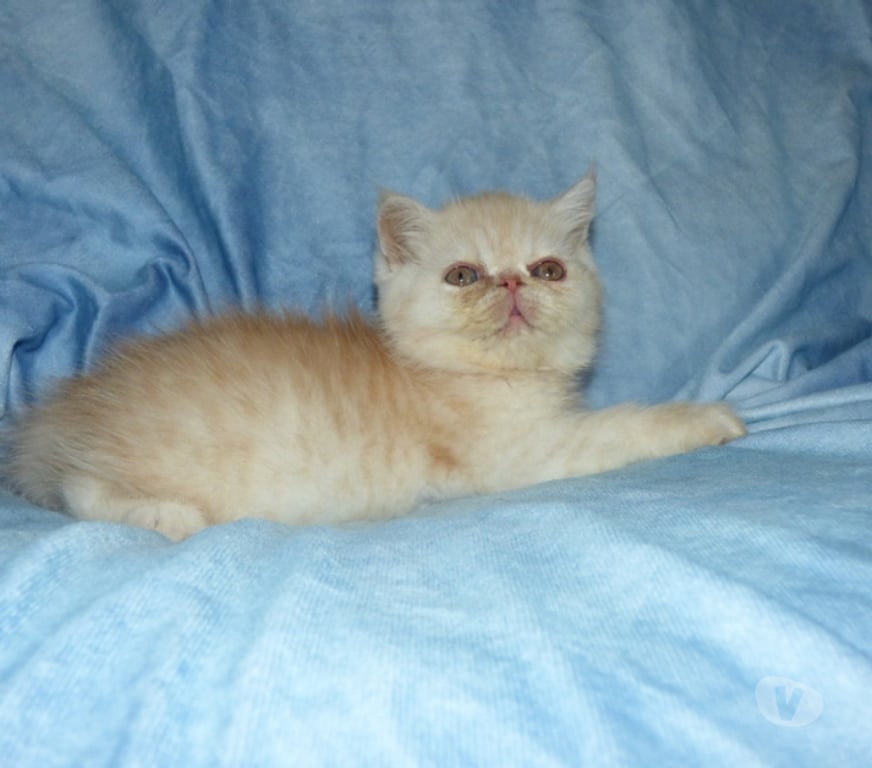 Vente Loir-et-Cher La Chapelle Vendomoise - 41330 - Photos Vivastreet chatons exotic shorthair loof a reserver