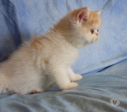 Vente animaux La Chapelle Vendomoise Loir-et-Cher - Photos Vivastreet chatons exotic shorthair loof a reserver