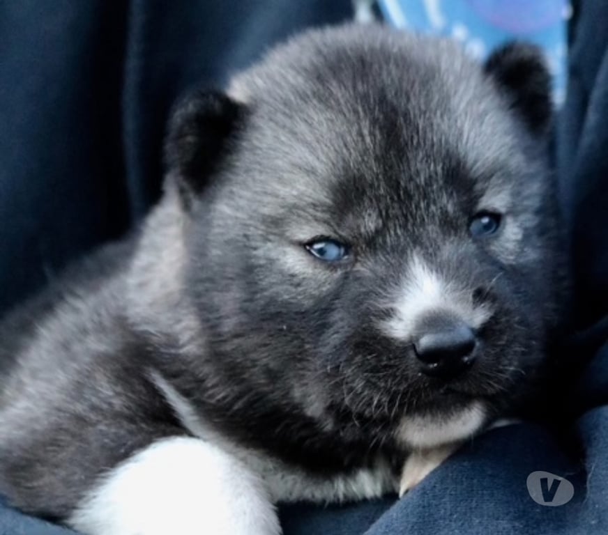 Vente Savoie Modane - 73500 - Photos Vivastreet Chiots Siberian Husky Lof