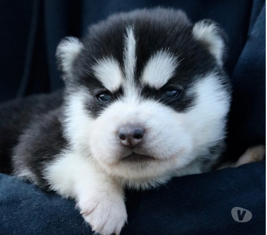 Vente Savoie Modane - 73500 - Photos Vivastreet Chiots Siberian Husky Lof