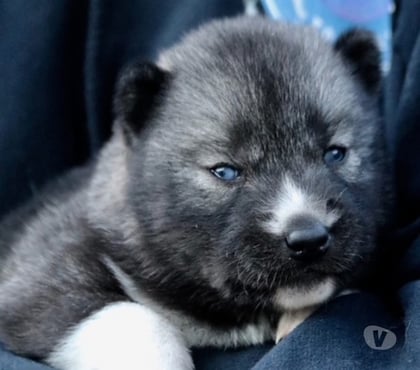Vente animaux Modane Savoie - Photos Vivastreet Chiots Siberian Husky Lof