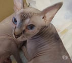 La Seyne sur Mer - Var — Chatons sphynx canadiens