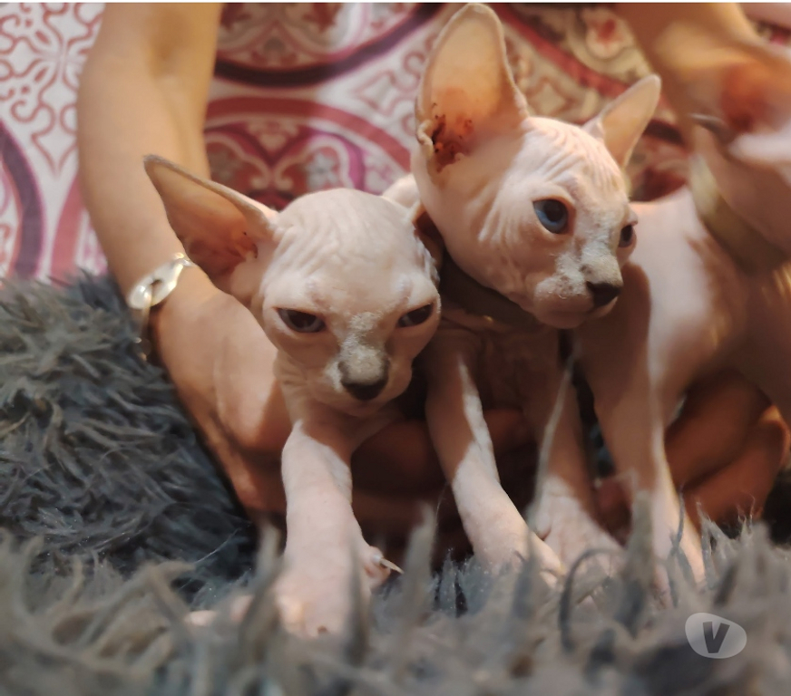 Vente Var La Seyne sur Mer - 83500 - Photos Vivastreet Chatons sphynx canadiens