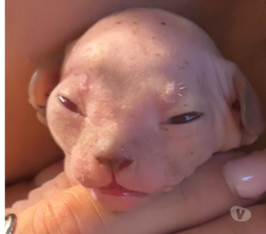Vente Var La Seyne sur Mer - 83500 - Photos Vivastreet Chatons sphynx canadiens