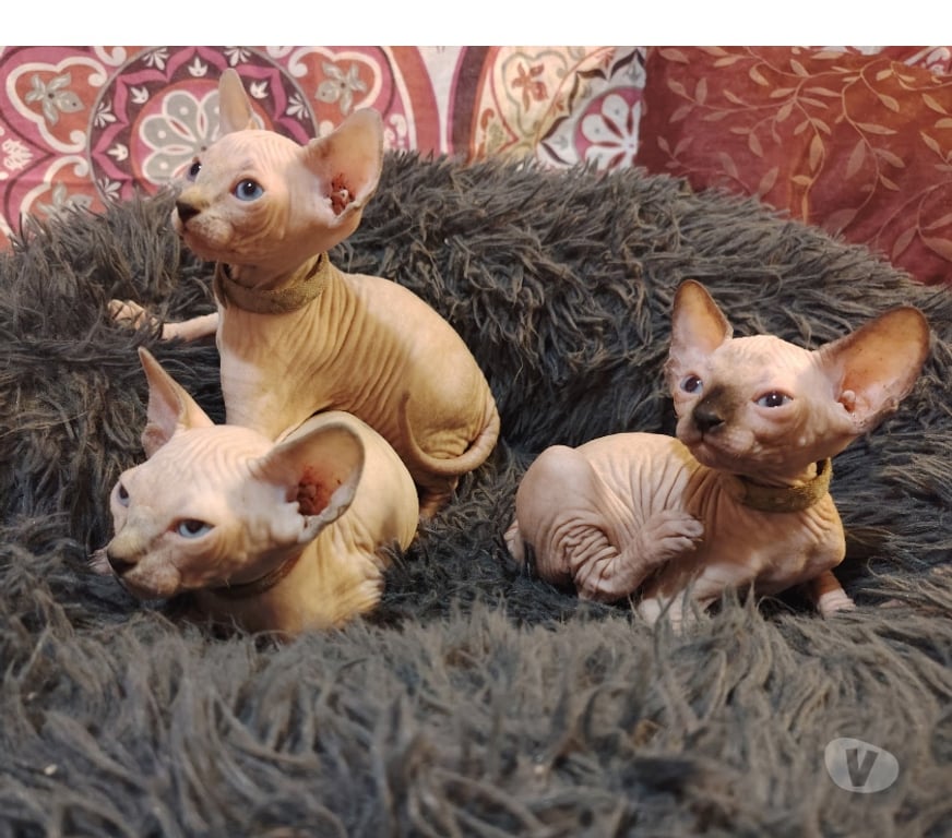 Vente Var La Seyne sur Mer - 83500 - Photos Vivastreet Chatons sphynx canadiens