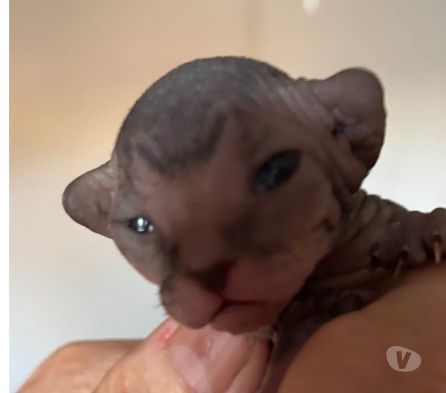 Vente Var La Seyne sur Mer - 83500 - Photos Vivastreet Chatons sphynx canadiens