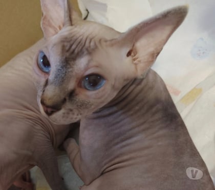 Vente animaux La Seyne sur Mer Var - Photos Vivastreet Chatons sphynx canadiens