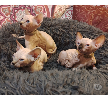 Vente animaux La Seyne sur Mer Var - Photos Vivastreet Chatons sphynx canadiens