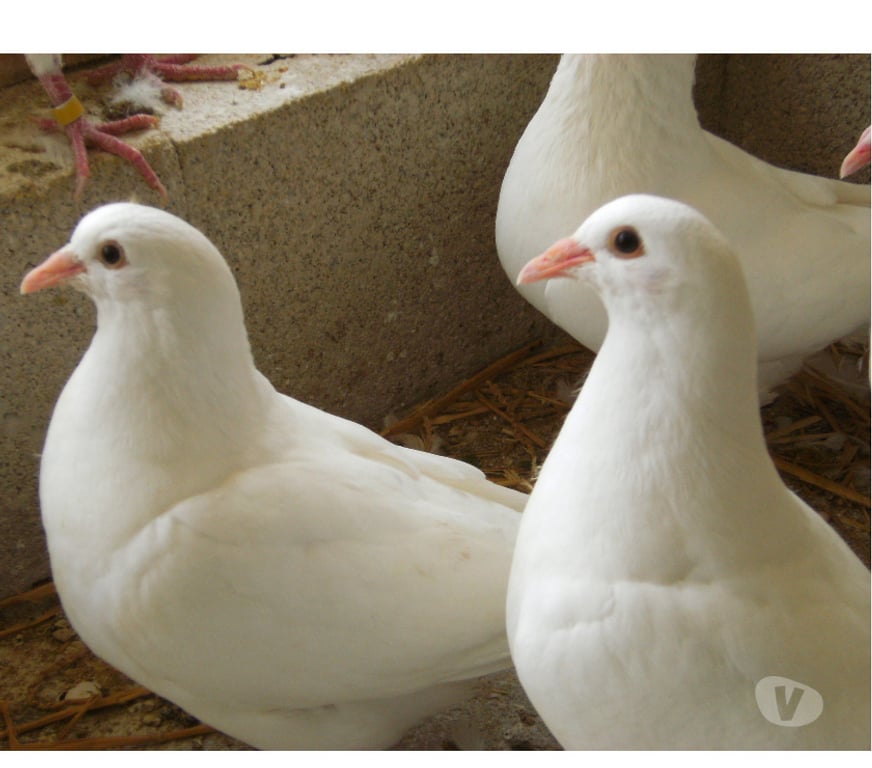 Vente Seine-et-Marne Bagneaux sur Loing - 77167 - Photos Vivastreet Pigeons reproducteurs hubbell blanc