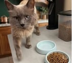 Villalbe - Carcassonne — Minou gentil chat 6 ans cherche adoptants