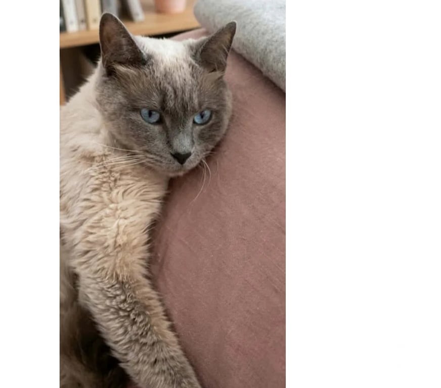 Don animaux Aude Carcassonne - Photos Vivastreet Minou gentil chat 6 ans cherche adoptants